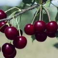 pomi ornamentali 28386